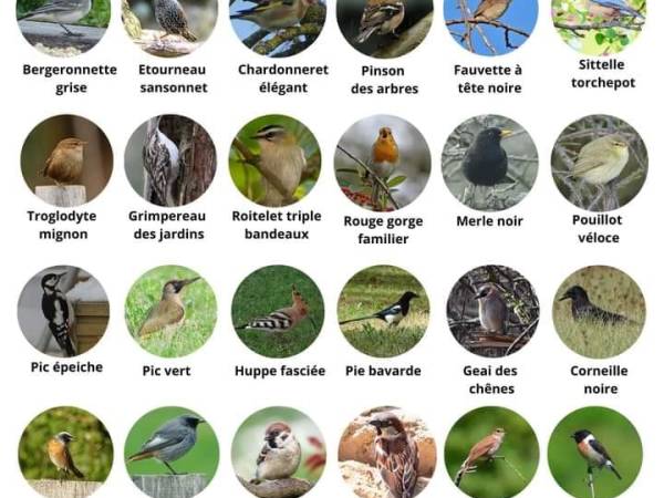 AFFICHE POUR IDENTIFIER LES OISEAUX DU&nbsp;JARDIN