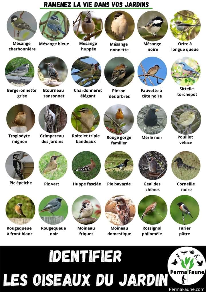 AFFICHE POUR IDENTIFIER LES OISEAUX DU&nbsp;JARDIN