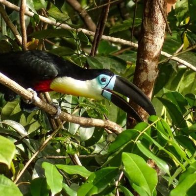 Le Toucan Ariel&nbsp;!