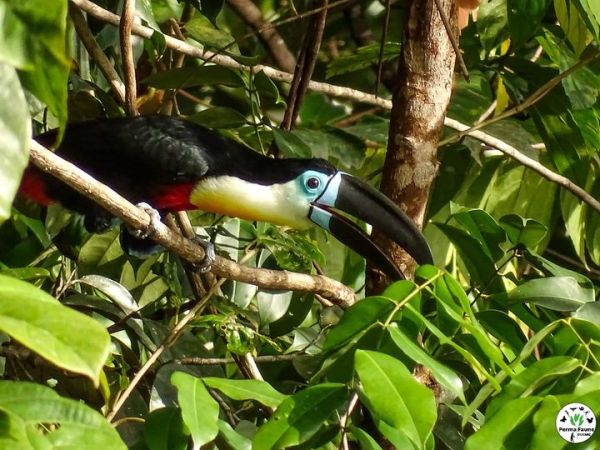 Le Toucan Ariel&nbsp;!