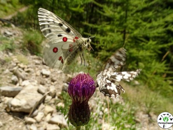 Les Papillons aussi défendent des territoires&nbsp;!
