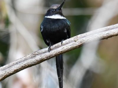 Le splendide Jacamar à longue&nbsp;queue