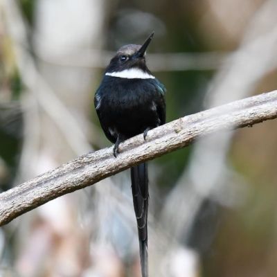 Le splendide Jacamar à longue&nbsp;queue