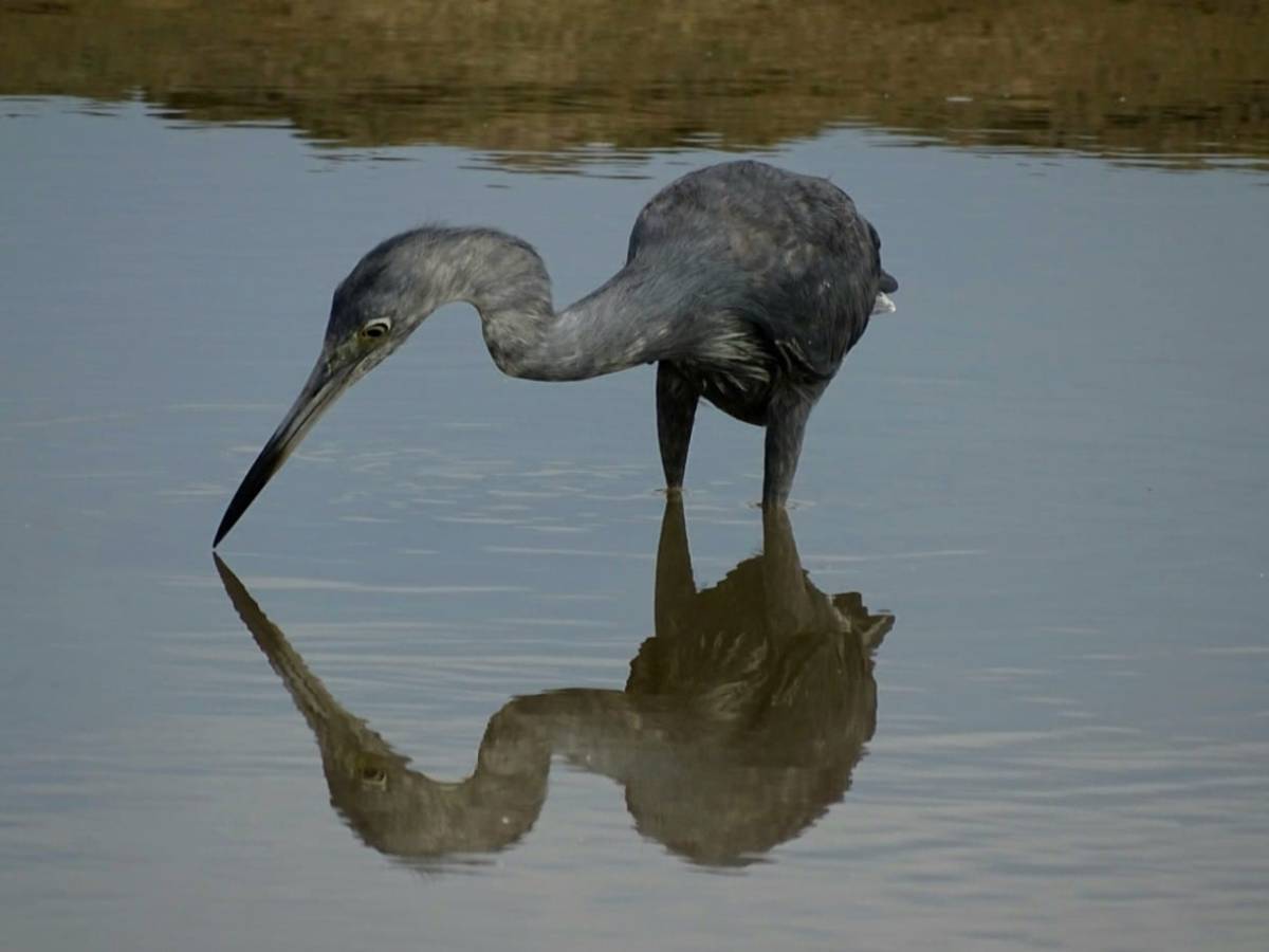 L&rsquo;aigrette bleue en chasse version&nbsp;miroir