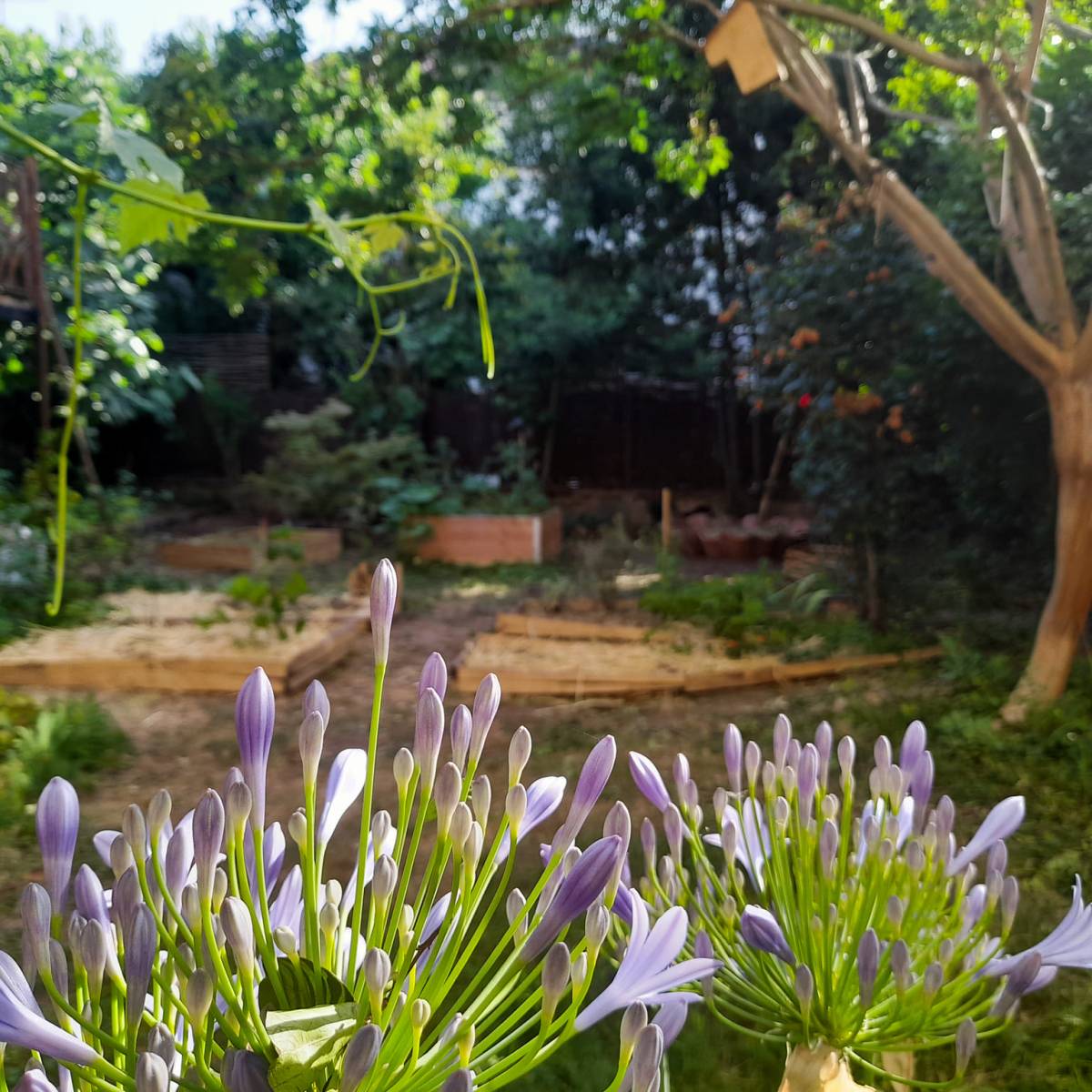 Un nouveau jardin pour la biodiversité à Albi&nbsp;!