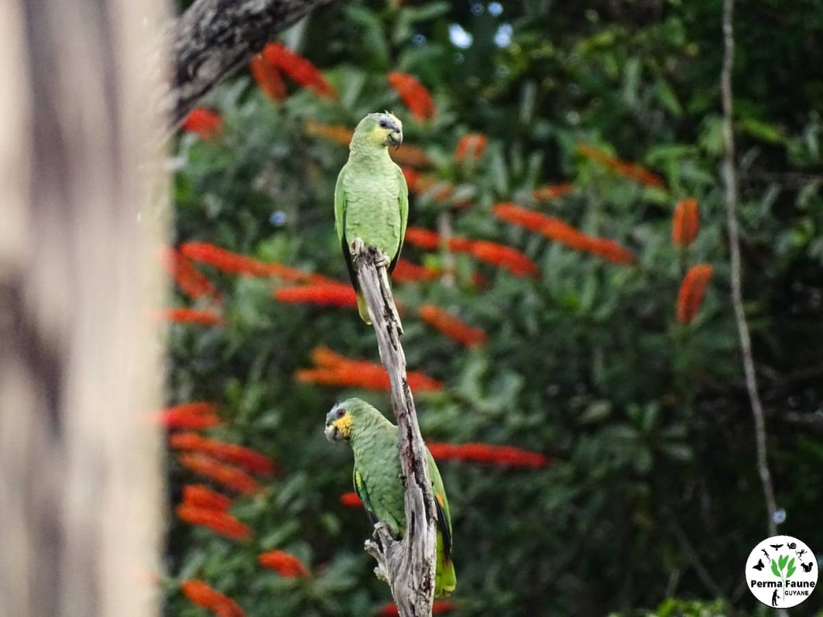 14 février&nbsp; · Les oiseaux, à l&rsquo;origine de la Saint Valentin&nbsp;?