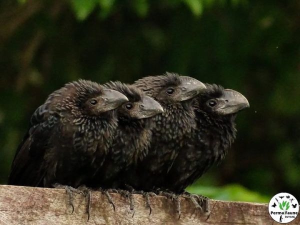 Les jeunes Ani à bec lisse commencent leur vie en groupe et le resteront&nbsp;!