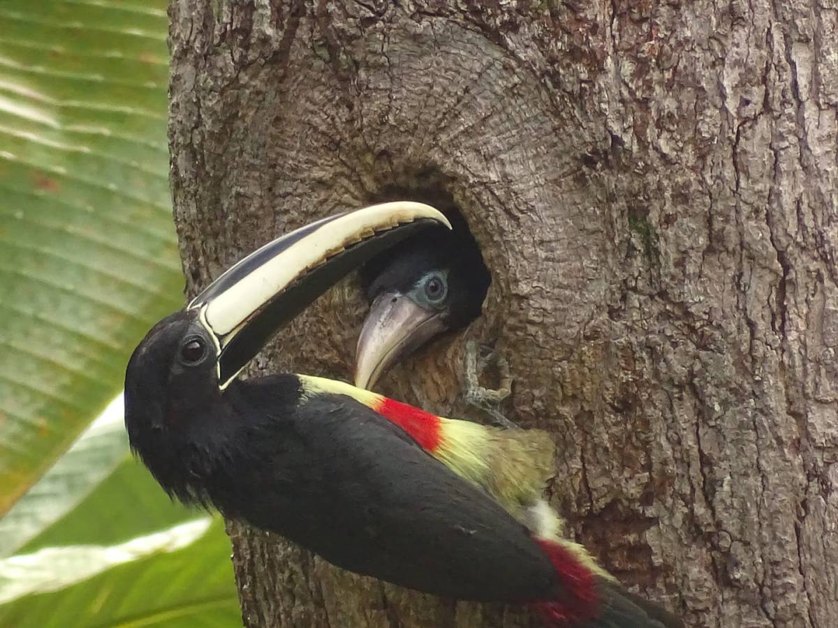 Pourquoi devrait-on être extrêmement prudent quand on observe un nid&nbsp;d&rsquo;oiseau?