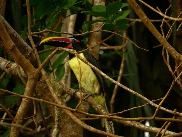 Le splendide Araçari vert mâle&nbsp;adulte