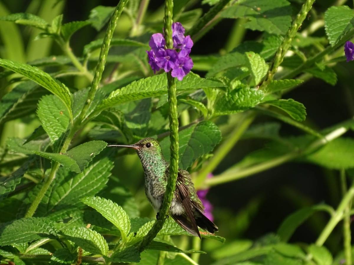 L&rsquo;Ariane de Linné et infos sur les&nbsp;colibris