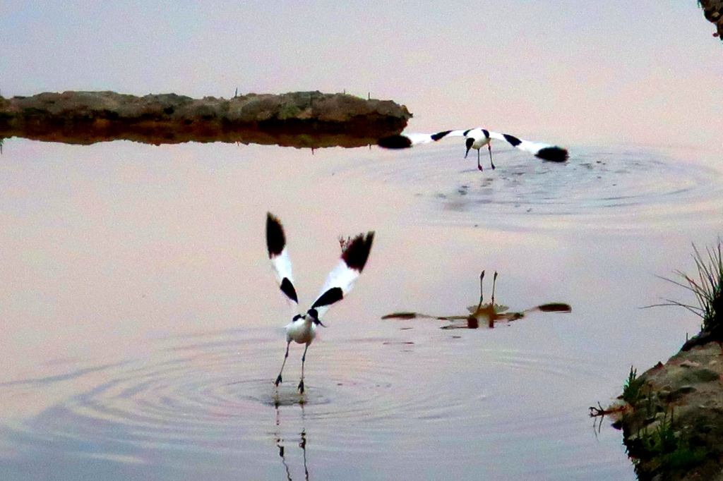 A la découverte des magnifiques avocettes élégantes