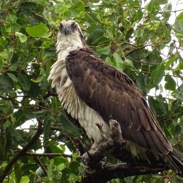 L&rsquo;imposant balbuzard pêcheur&nbsp;!