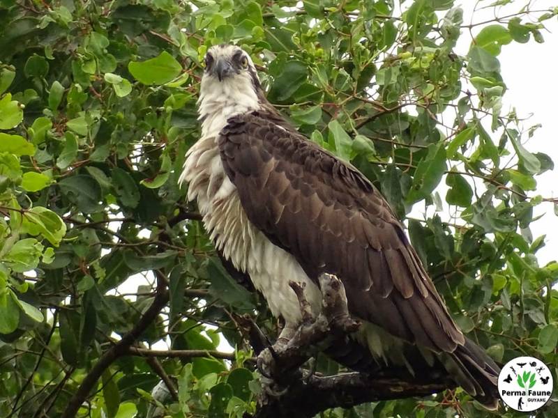 L&rsquo;imposant balbuzard pêcheur&nbsp;!