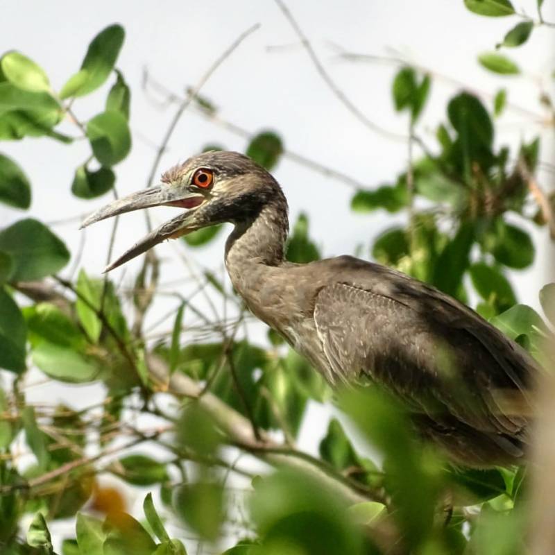 Rencontre avec le Bihoreau violacé&nbsp;immature