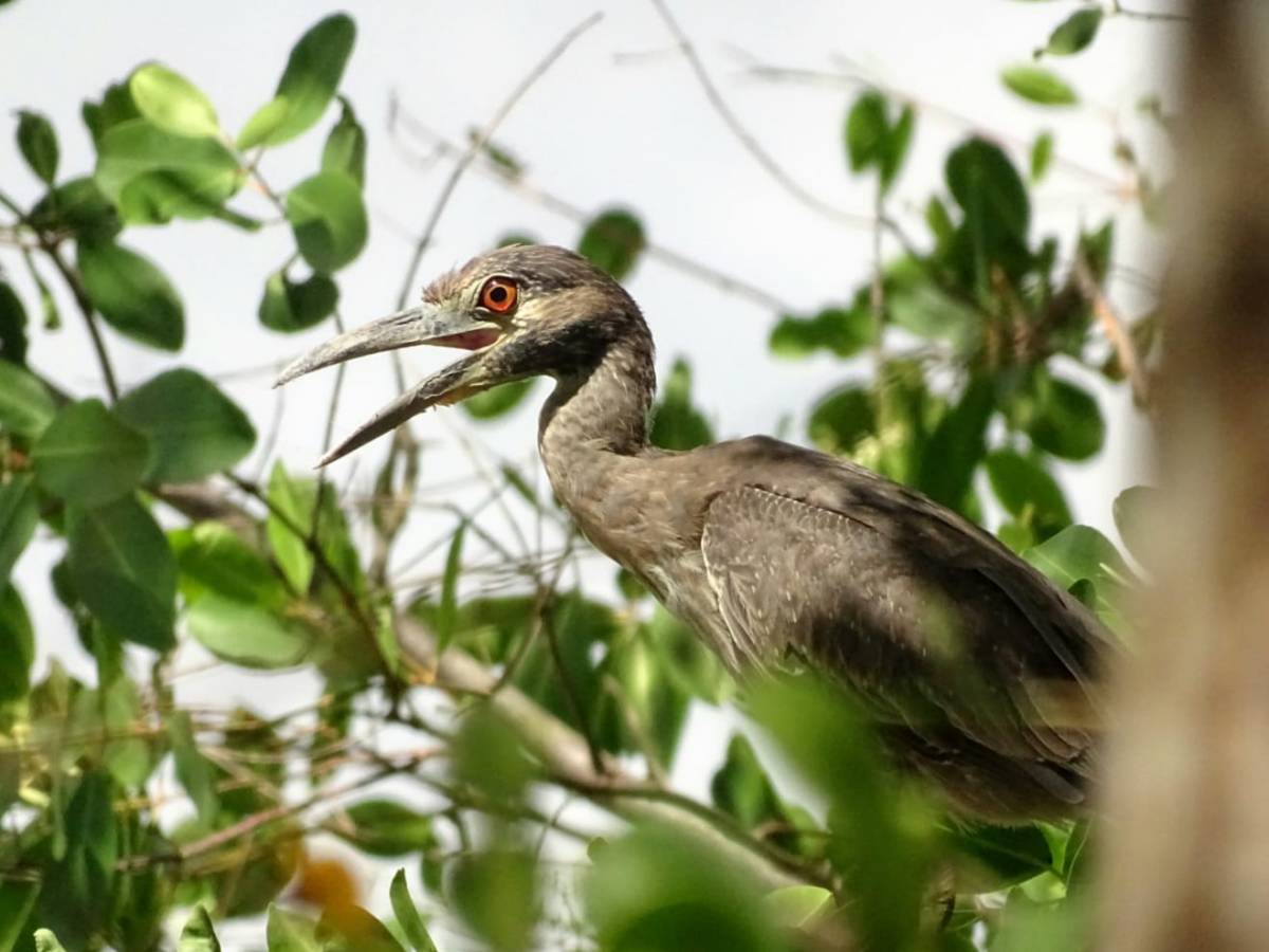 Rencontre avec le Bihoreau violacé&nbsp;immature