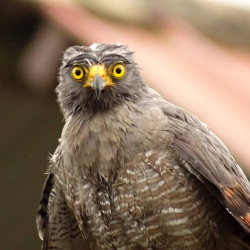 Voici un des rapaces les plus communs de Guyane : la Buse à gros&nbsp;bec