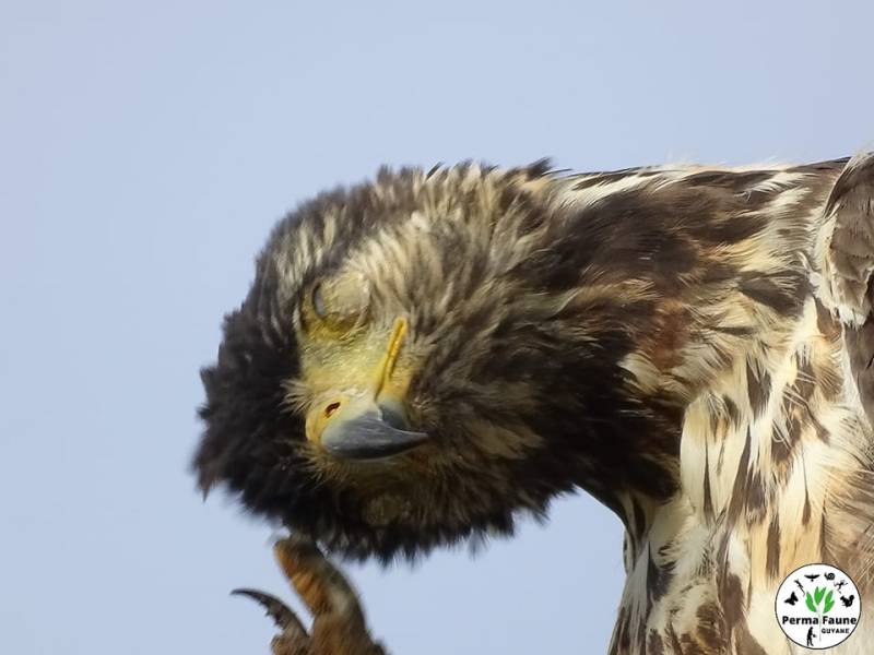 Séance de déparasitage et d&rsquo;entretien des plumes pour la Buse buson immature&nbsp;!
