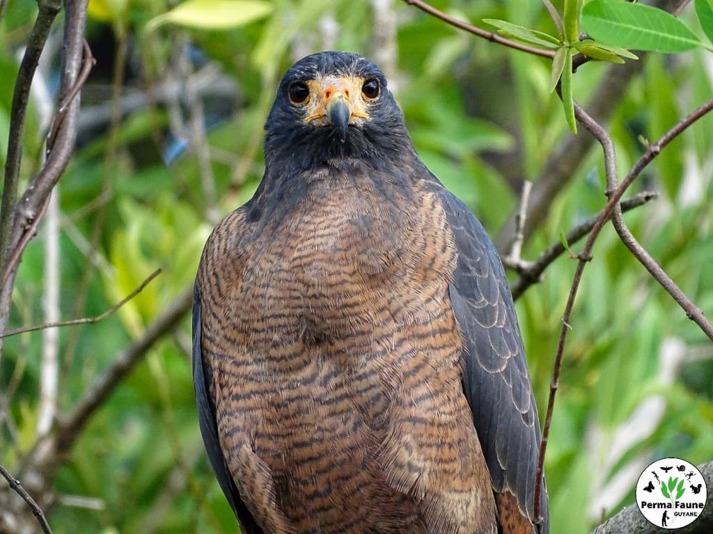 Connaissez vous la particularité étonnante de la Buse buson ?