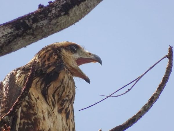 La Buse urubu juvénile se fait entendre&nbsp;!