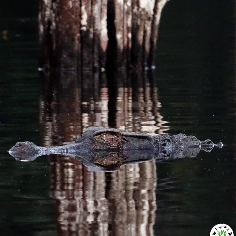 Petit défi : Saurez-vous le reconnaître&nbsp;?