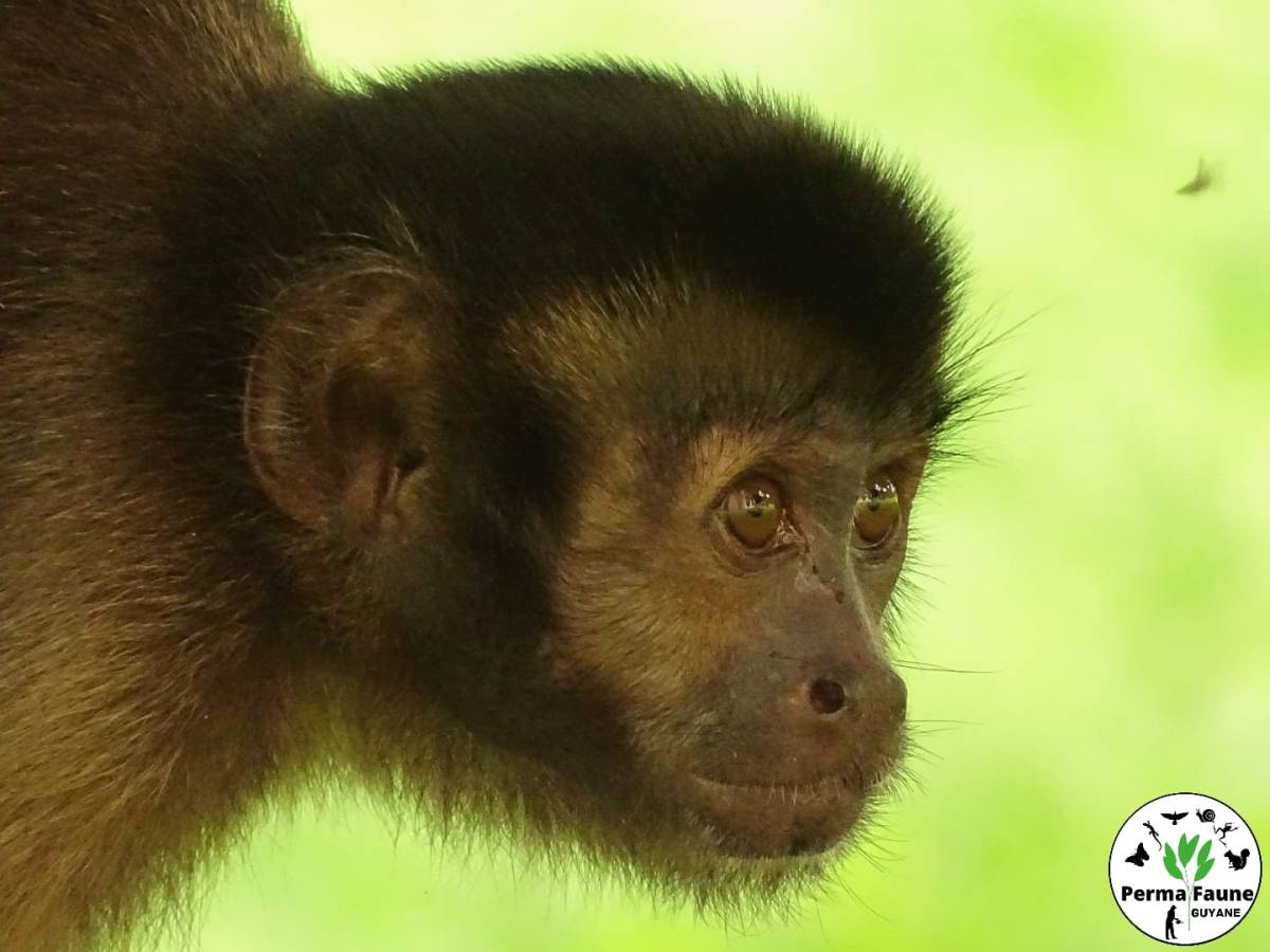 Voici le superbe Capucin Brun&nbsp;!