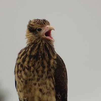 Ce jeune Caracara à tête jaune a faim et il le fait savoir à ses parents&nbsp;!
