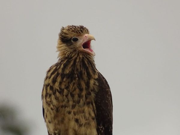 Ce jeune Caracara à tête jaune a faim et il le fait savoir à ses parents&nbsp;!