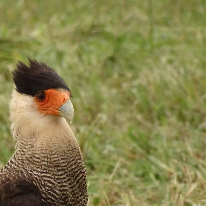 Le Caracara huppé