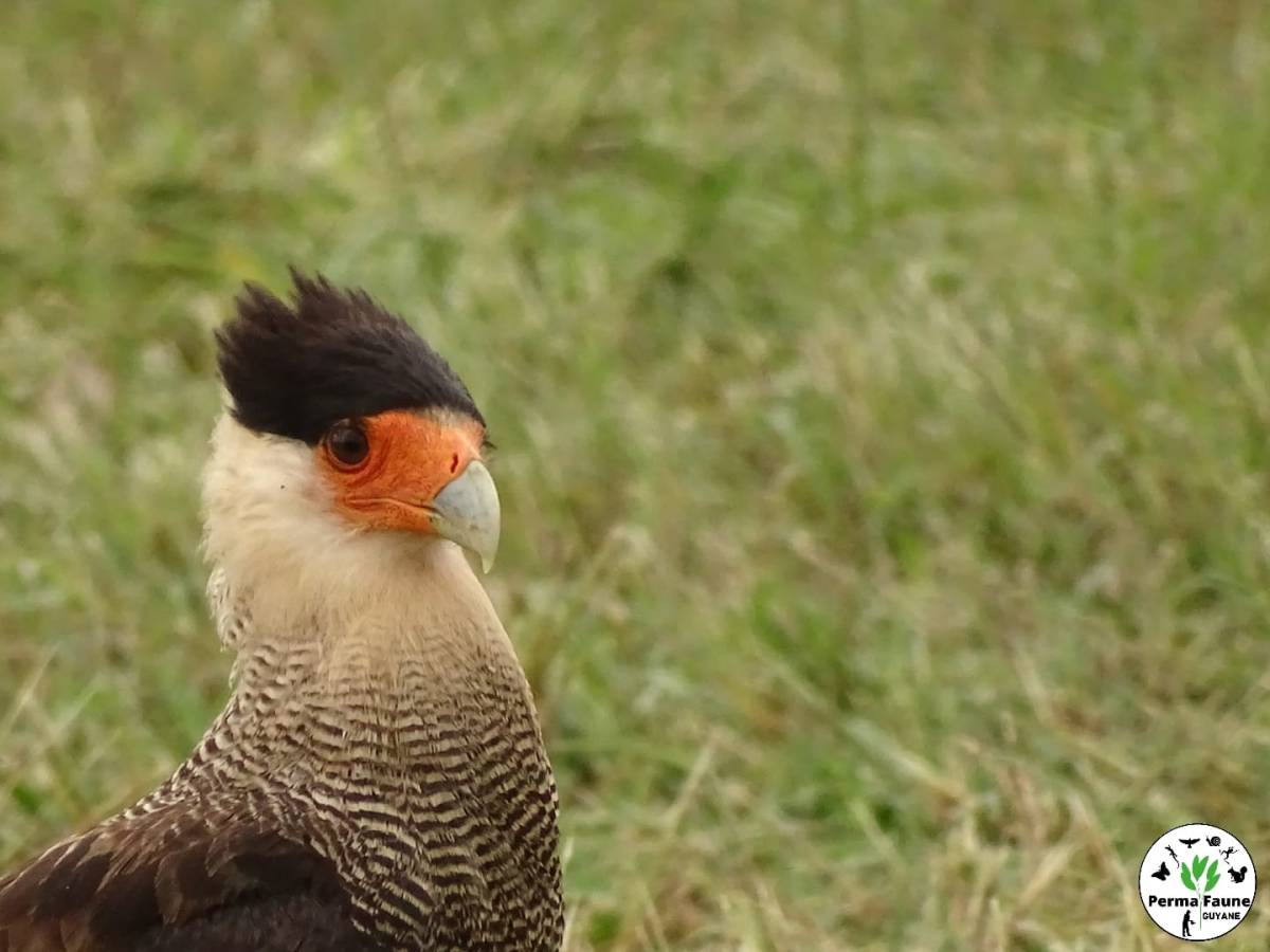 Le Caracara huppé