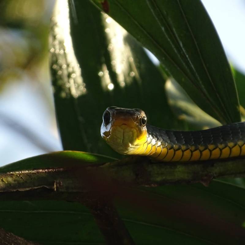 Face à face avec le chasseur à flanc&nbsp;bleu