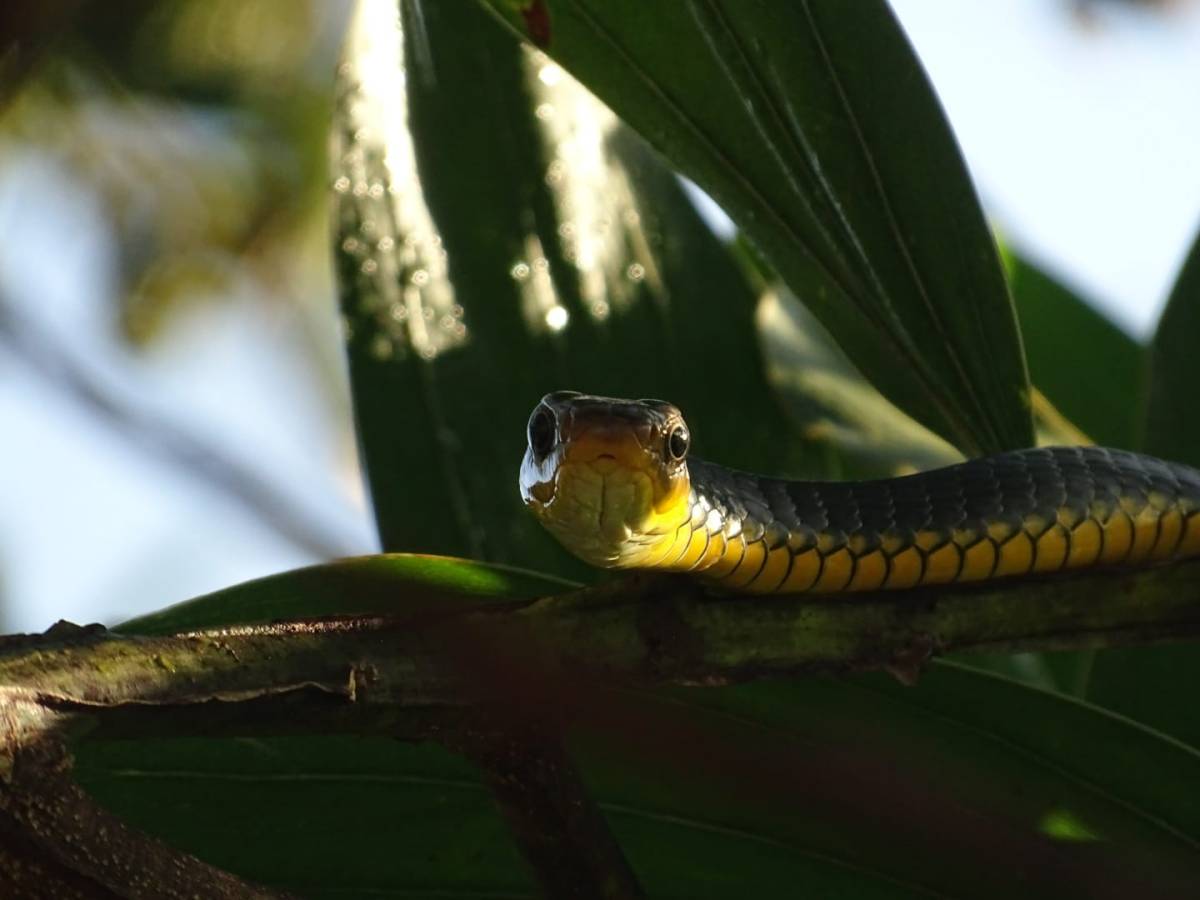Face à face avec le chasseur à flanc&nbsp;bleu
