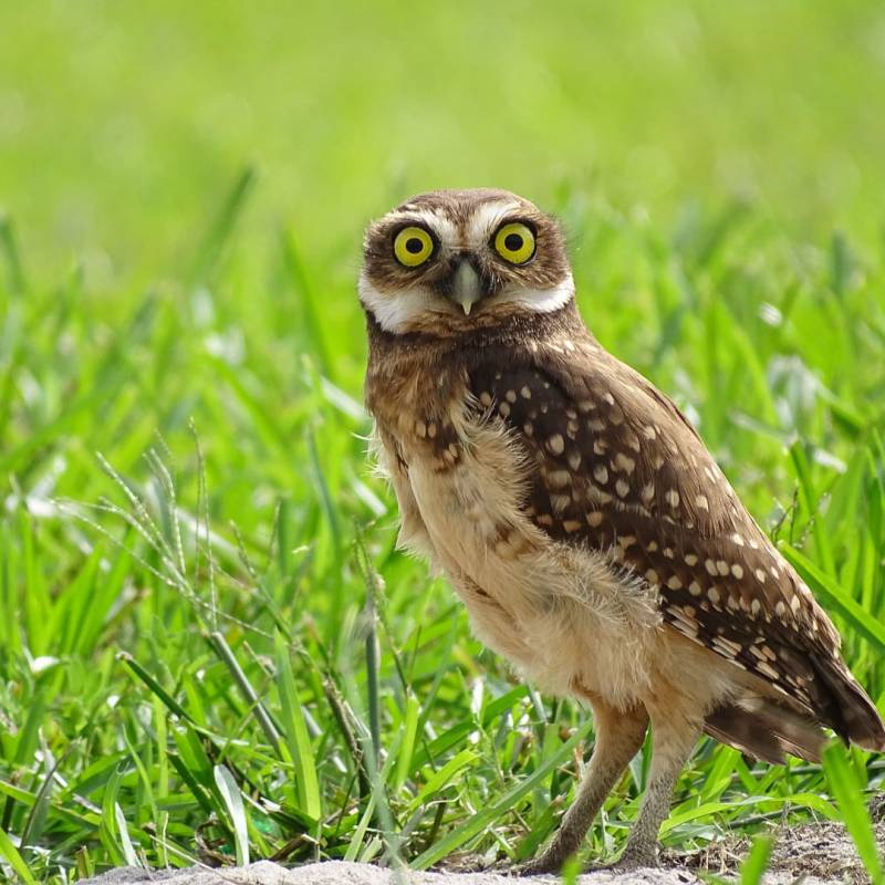 La sublime Chevêche des terriers&nbsp;!