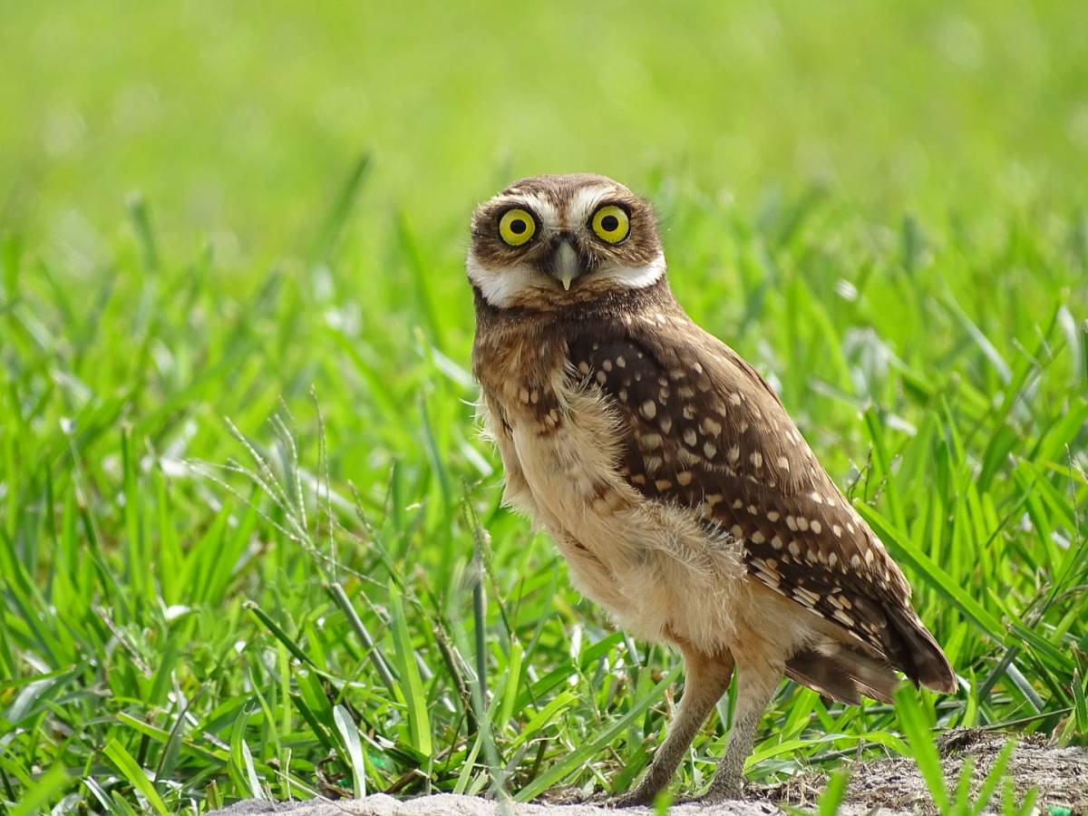 La sublime Chevêche des terriers&nbsp;!