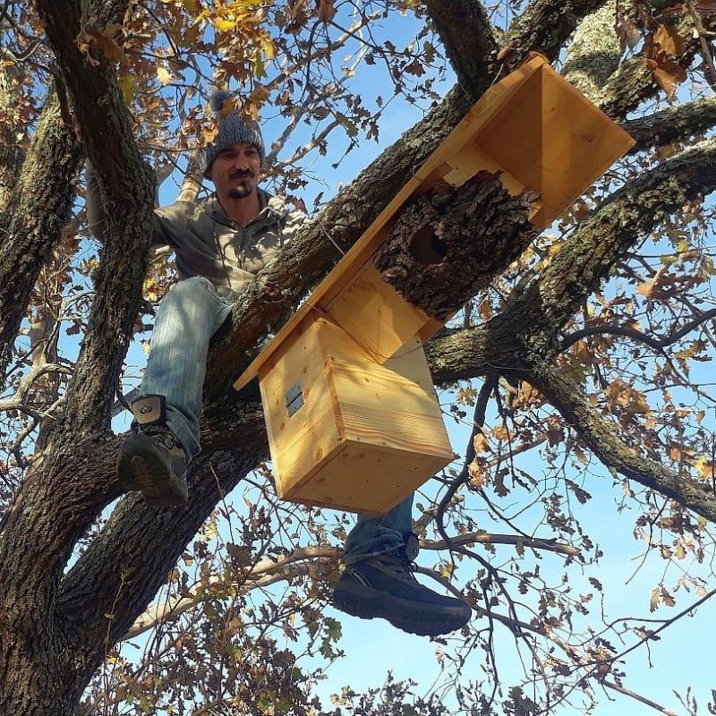 Participation de PermaFaune à la conservation de la Chevêche d&rsquo;Athena dans le Haut&nbsp;Var