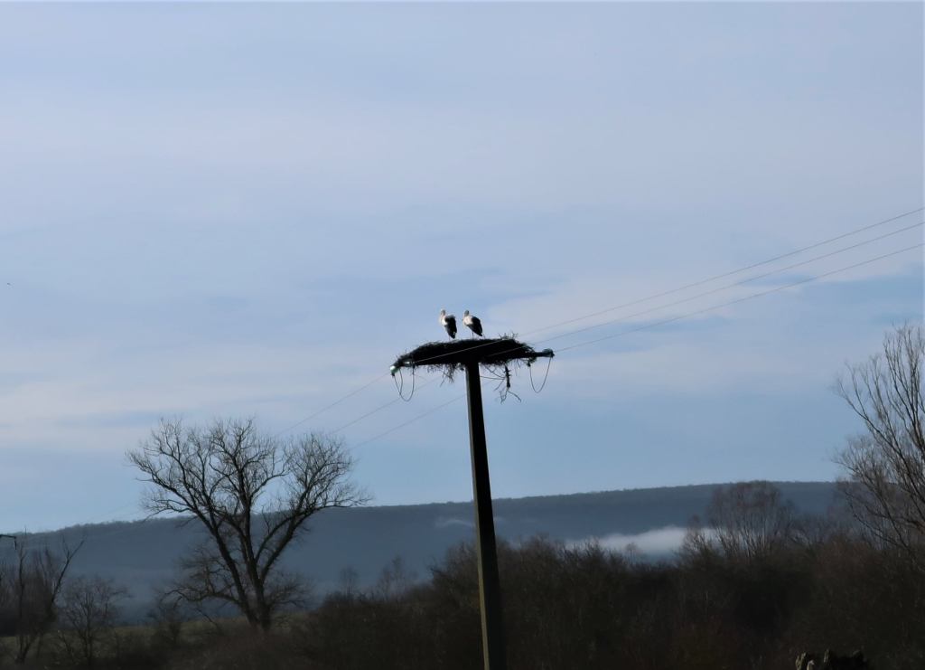 Observation d’un couple de Cigogne blanche