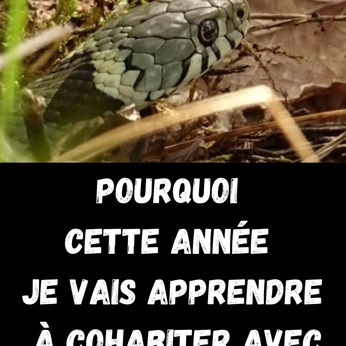Pourquoi cette année je vais apprendre à cohabiter avec les serpents&nbsp;?