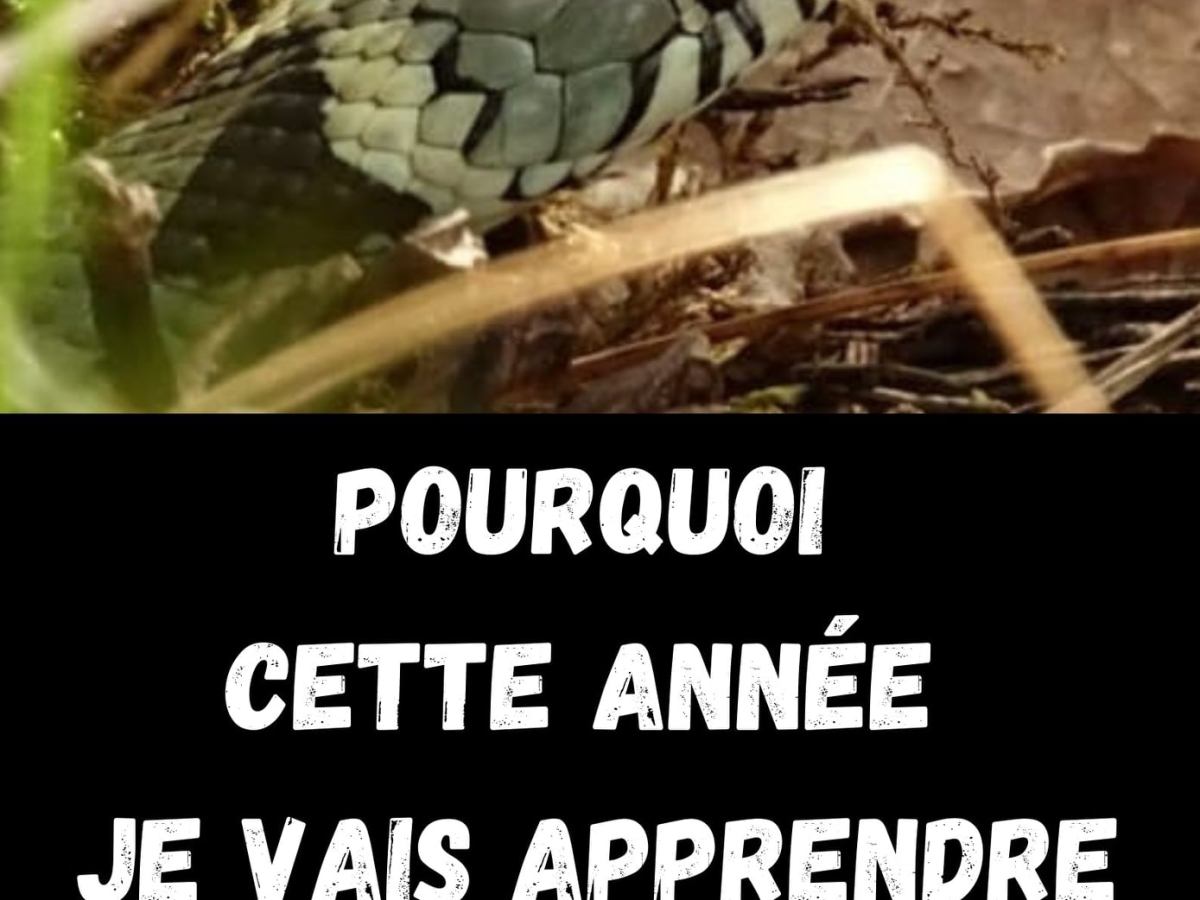 Pourquoi cette année je vais apprendre à cohabiter avec les serpents&nbsp;?