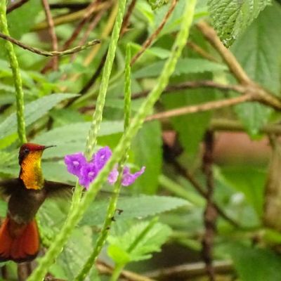 Le colibri rubis-topaze mâle adulte&nbsp;!