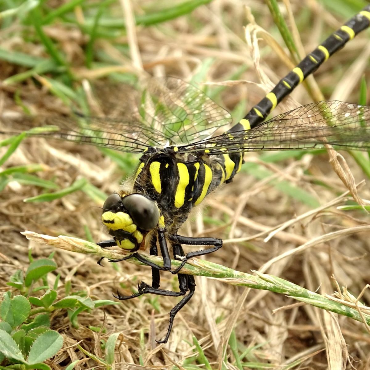 Vous aussi vous voulez voir des libellules voler au jardin&nbsp;?