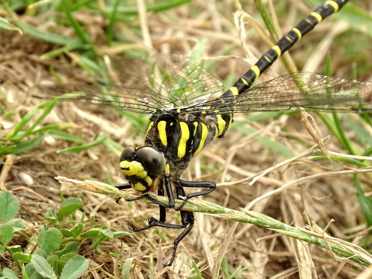 Vous aussi vous voulez voir des libellules voler au jardin&nbsp;?
