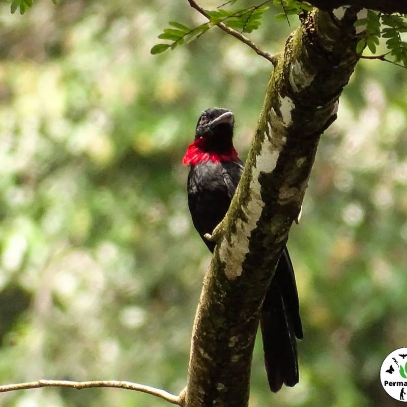 Superbe moment avec un groupe de Coracine noire&nbsp;!