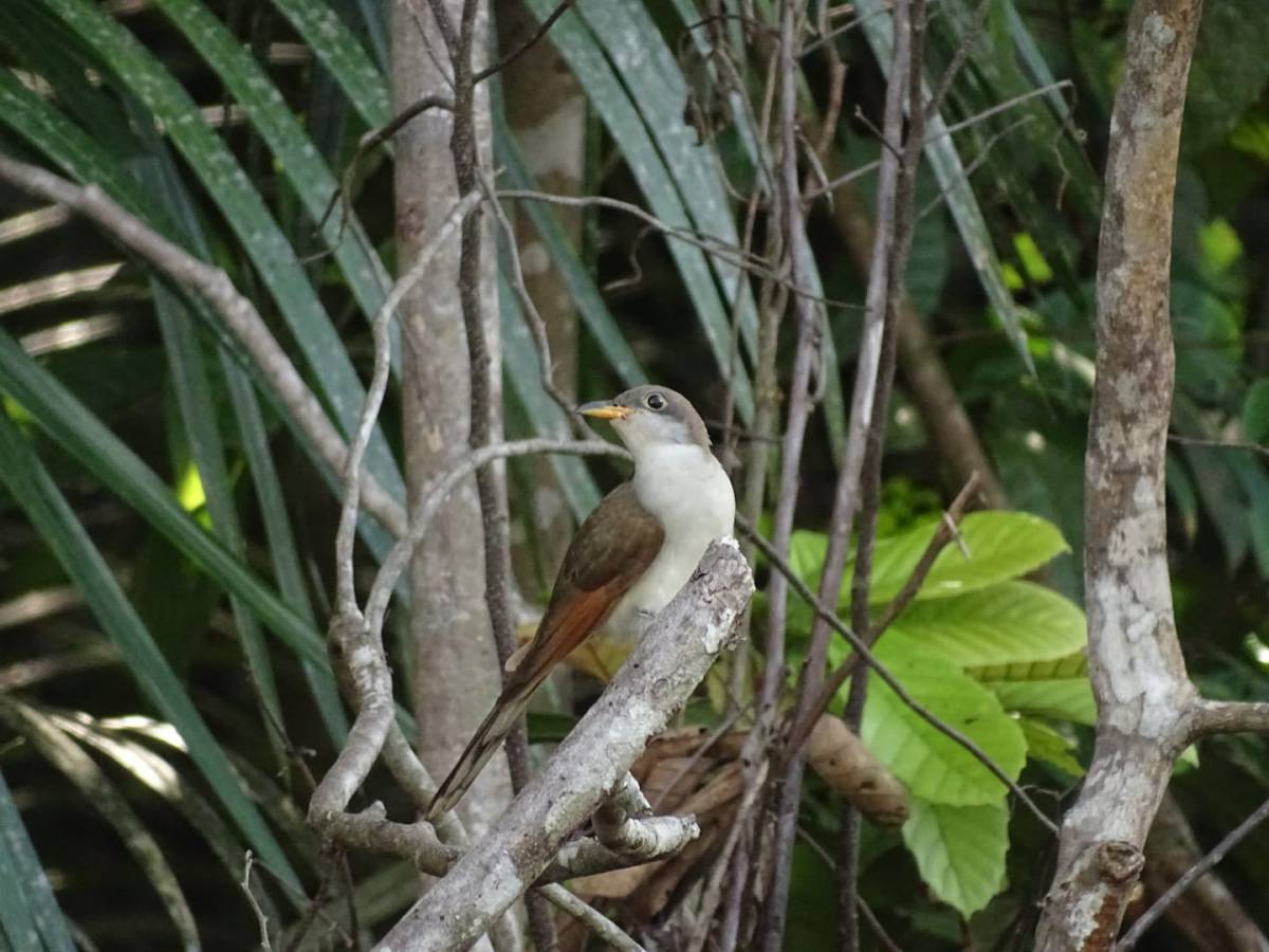 Une belle découverte d&rsquo;une rareté de Guyane&nbsp;!
