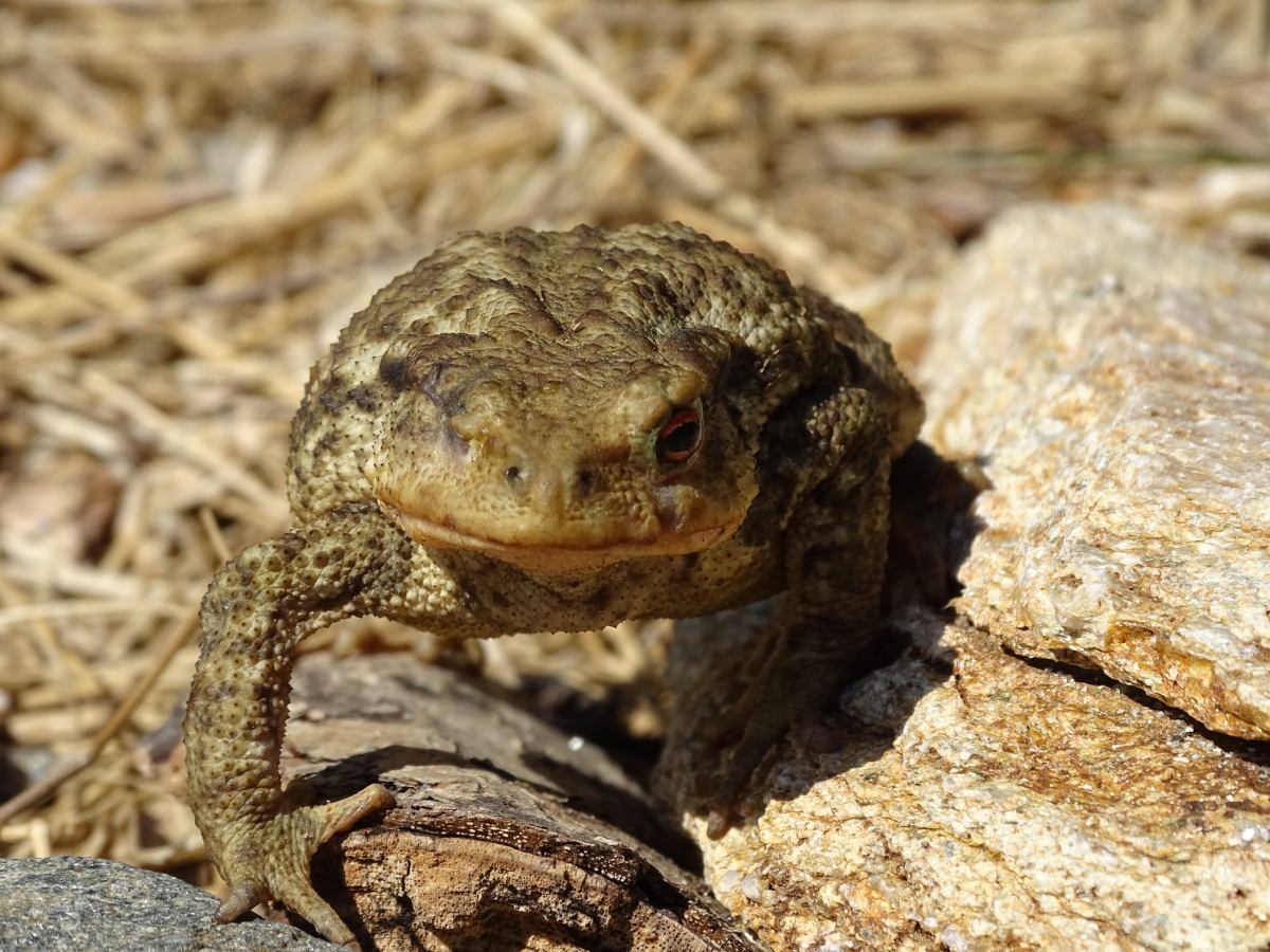 Le Crapaud épineux&nbsp;borgne