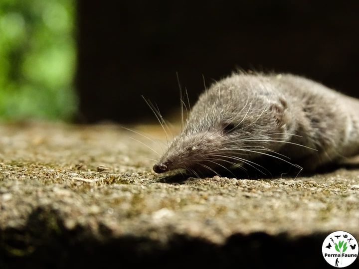 Ce n&rsquo;est ni un rongeur, ni un &laquo;&nbsp;ravageur&nbsp;&raquo; pour vos jardins&nbsp;!
