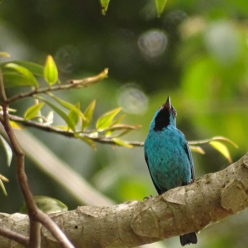 Le magnifique Dacnis bleu et les rondes chez les&nbsp;oiseaux