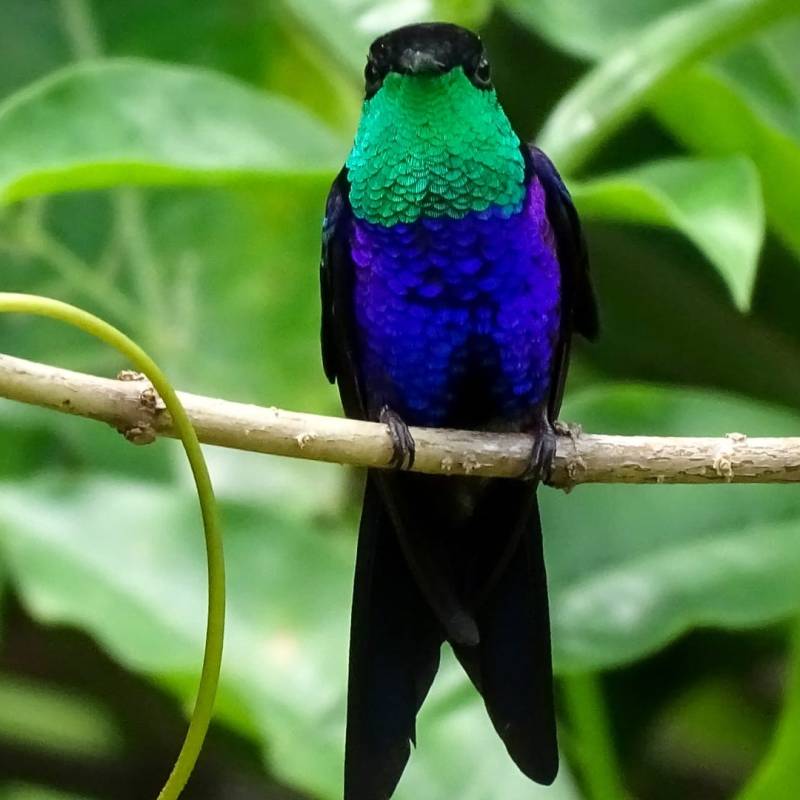 Les colibris ne se nourrissent pas uniquement de nectar&nbsp;!