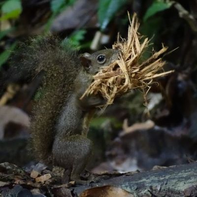 Le grand Guerlingué ou Écureuil des&nbsp;Guyanes