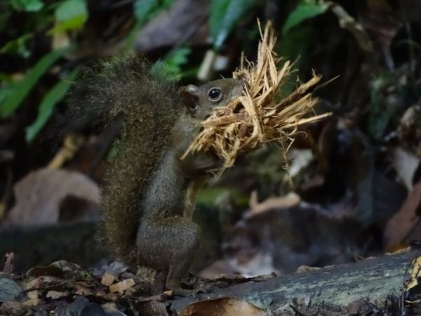 Le grand Guerlingué ou Écureuil des&nbsp;Guyanes