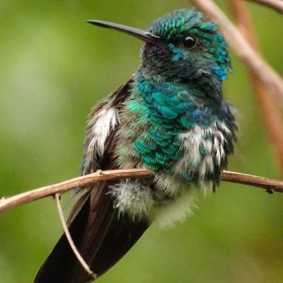Quelques faits stupéfiants sur ce colibri à menton bleu&nbsp;: