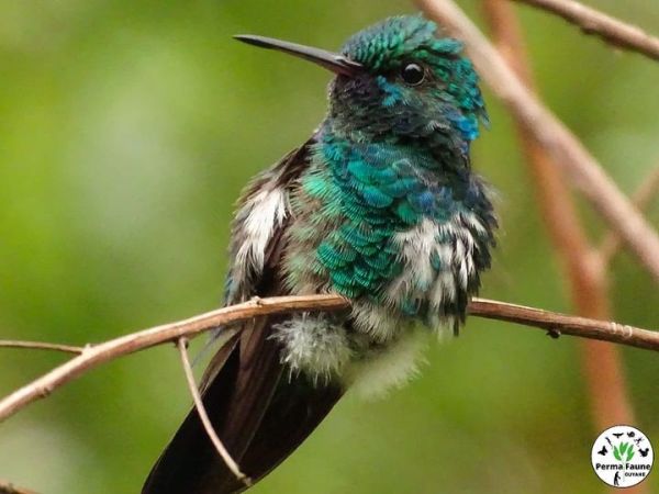 Quelques faits stupéfiants sur ce colibri à menton bleu&nbsp;: